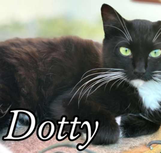 Photo of Dotty