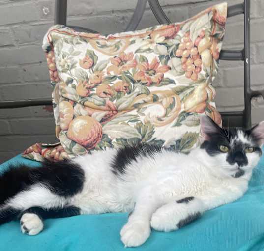 Photo of Three male tuxedo cats