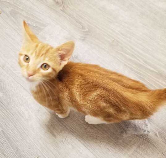 Photo of Cheddar