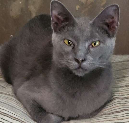 Photo of Smokie (Russian Blue Mix)