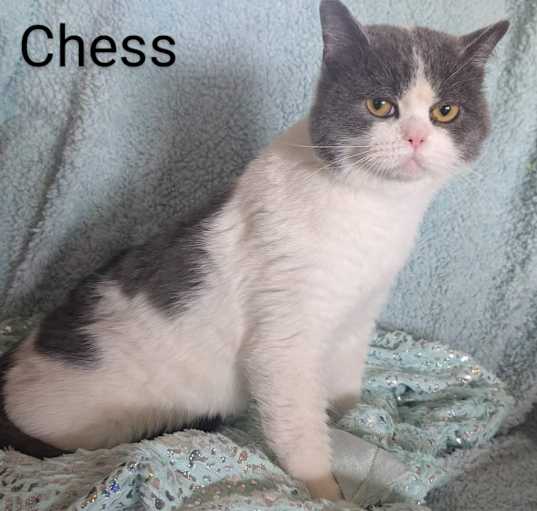 Photo of Chess