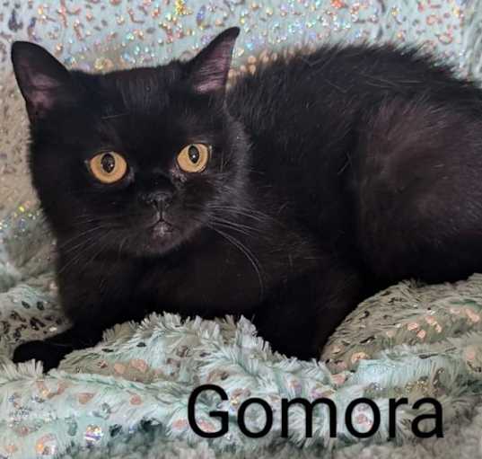 Photo of Gomora