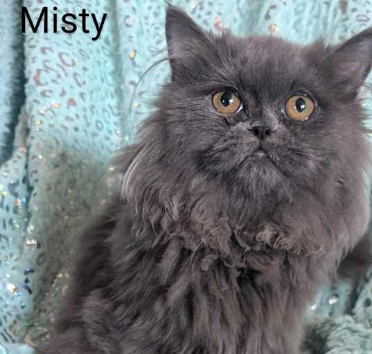 Photo of Misty