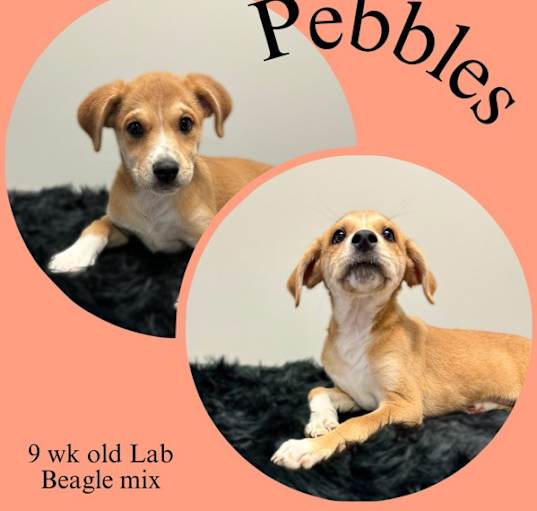 Photo of Pebbles