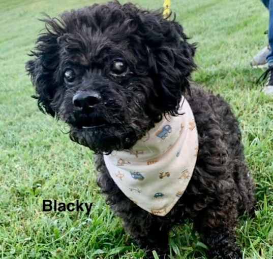 Photo of Blacky