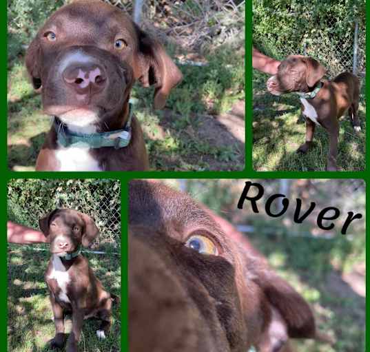 Photo of Rover