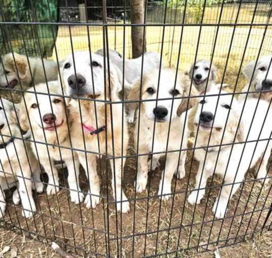 Photo of 11 GREAT PYR PUPPIES NEED HELP!