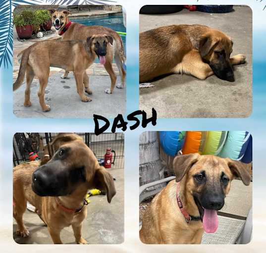 Photo of Dash