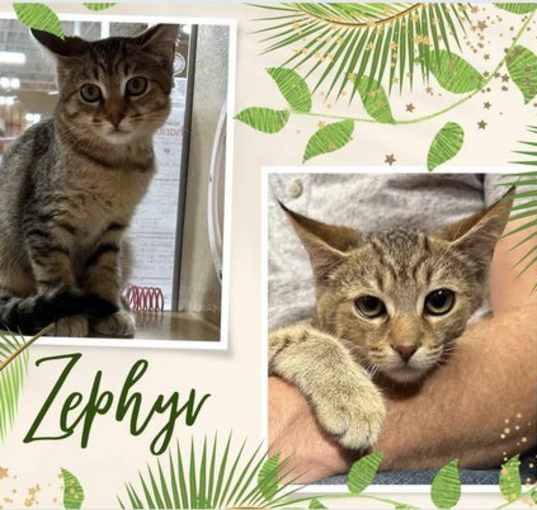 Photo of Zephyr