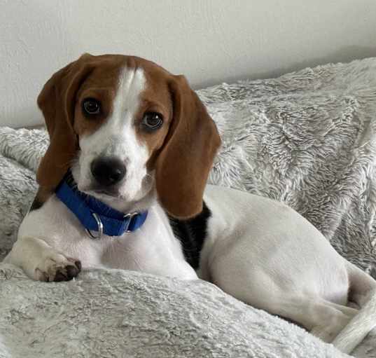 Photo of Suki the little Beagle