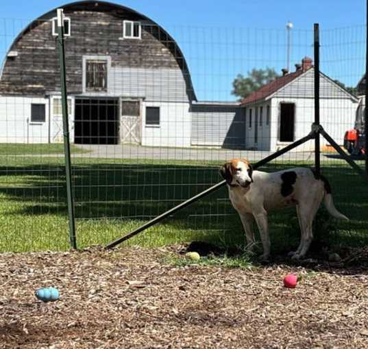 Photo of Molly - At shelter