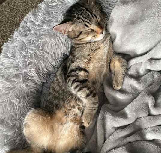 Photo of Frankie