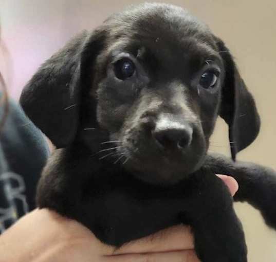 Photo of Orphans : Yogi