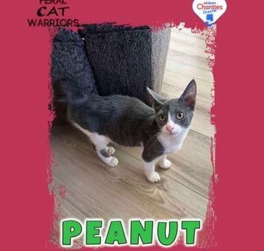 Photo of Peanut TH