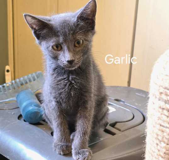 Photo of Sova Kittens:  Garlic