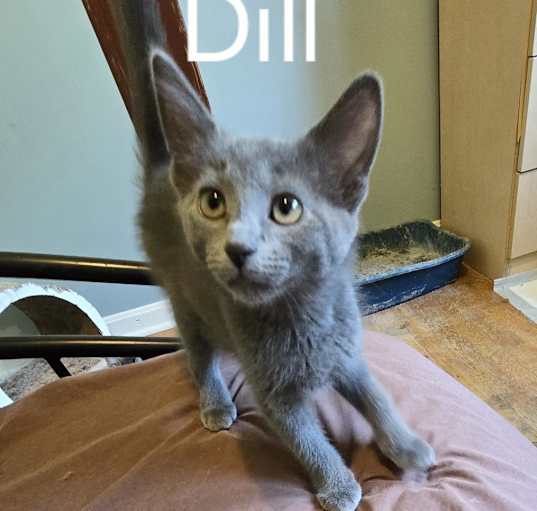 Photo of Sova Kittens:  Dill