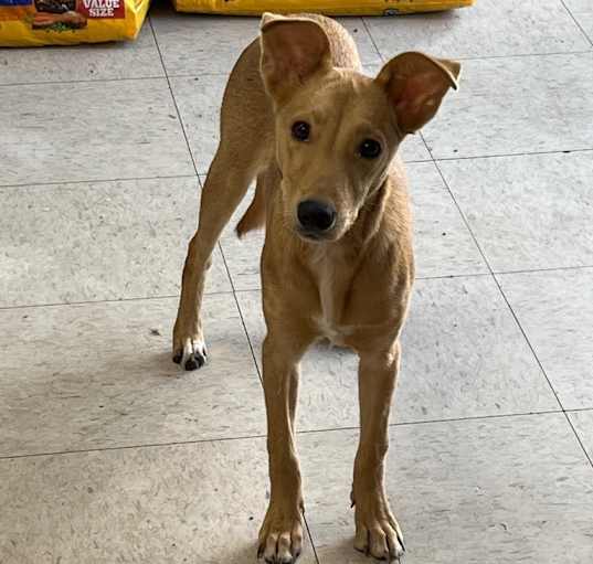 Photo of Fawn - Adoptable