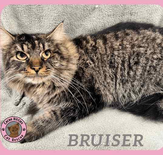 Photo of Bruiser