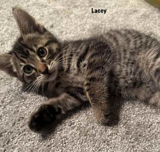 Photo of Lacey