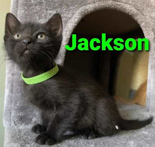 Photo of Jackson