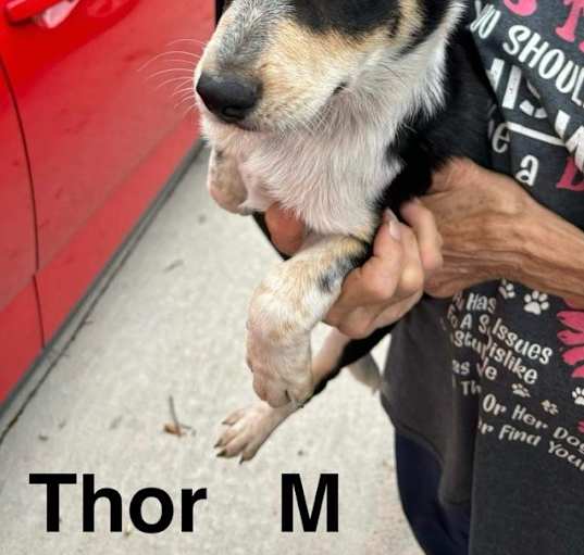 Photo of Thor