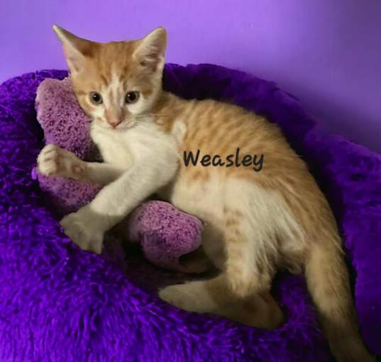 Photo of Weasley