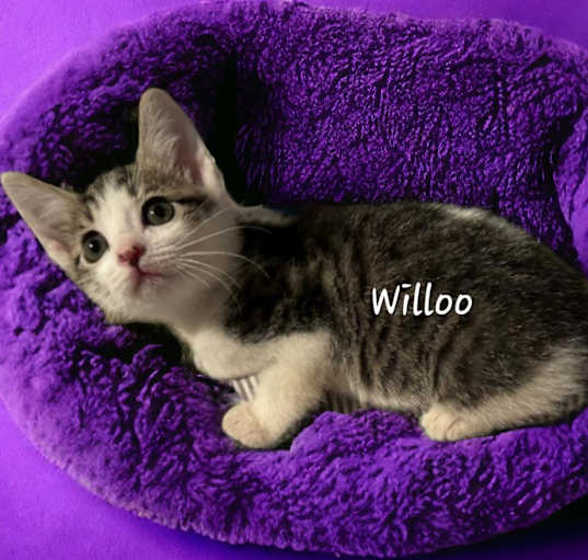 Photo of Willoo