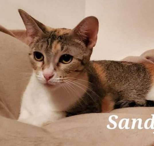 Photo of Sandy