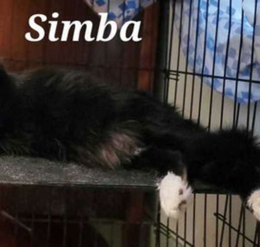 Photo of Simba