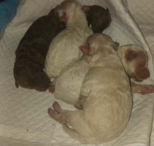 Photo of New born poodle x pups