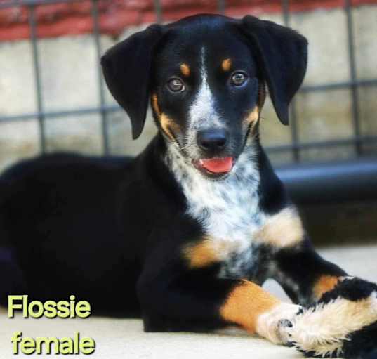 Photo of Flossie