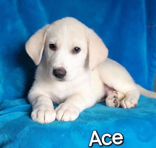 Photo of Ace