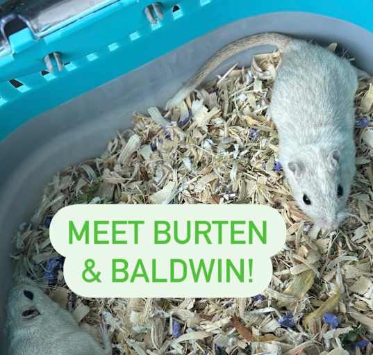 Photo of Burten & Baldwin