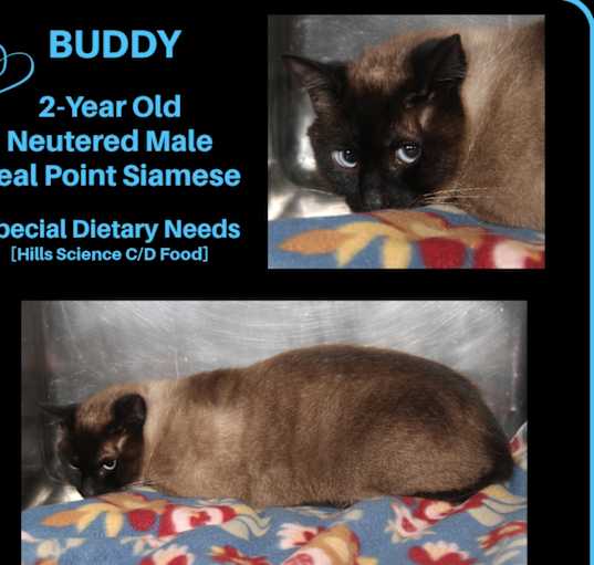 Photo of Buddy (Neutered) Special Diet