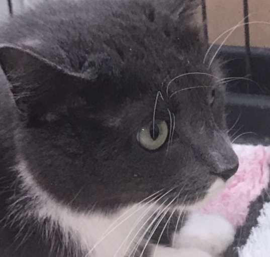 Photo of “Heather and Orca” Bonded senior sisters