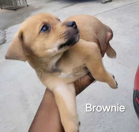 Photo of Puppy Brownie