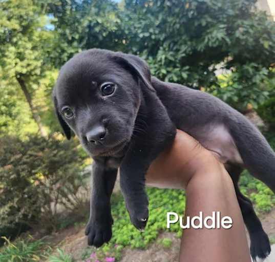 Photo of Puppy Puddle