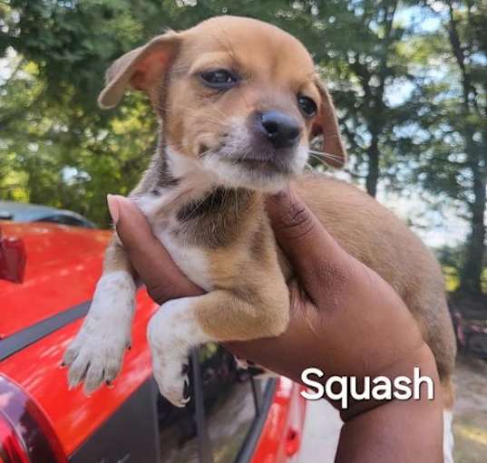 Photo of Puppy Squash