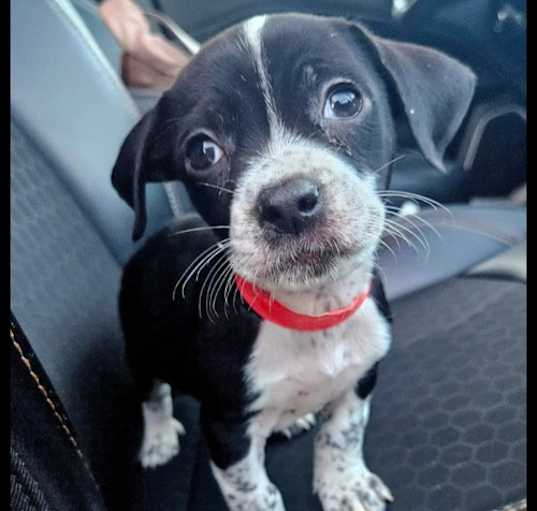 Photo of Puppy Snaggletooth