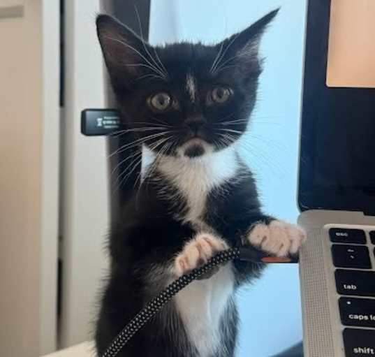 Photo of Boots (must be adopted with Mittens)