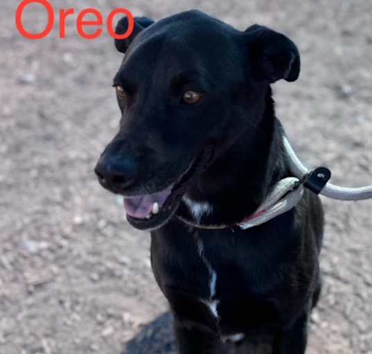 Photo of OREO