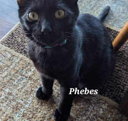 Photo of Phebes