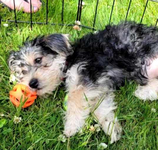 Photo of Bella an adorable YorkieChon