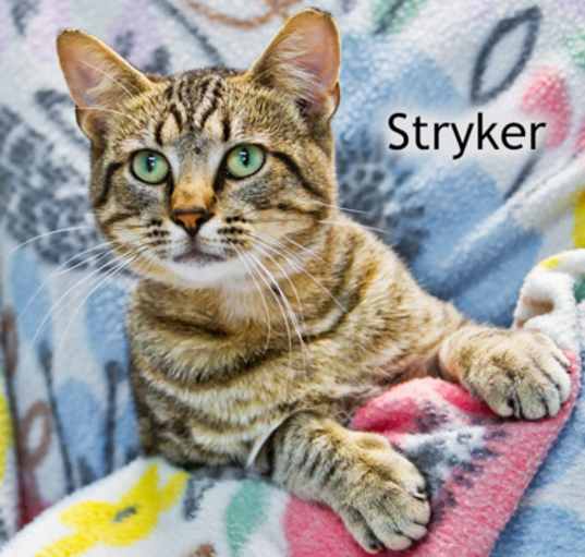 Photo of Stryker