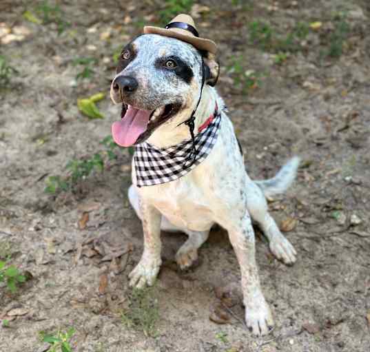 Photo of Pigpen