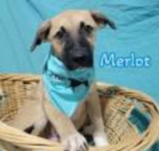 Photo of Merlot