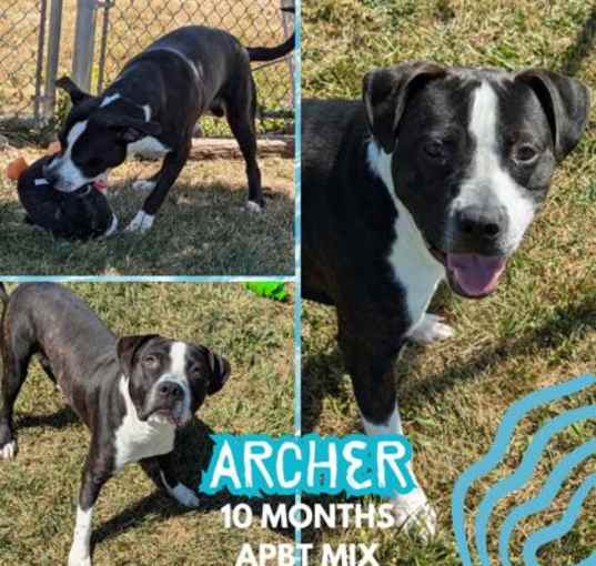 Photo of Archer