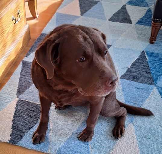 Photo of Chessie