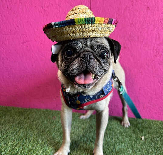 Photo of Pugzilla