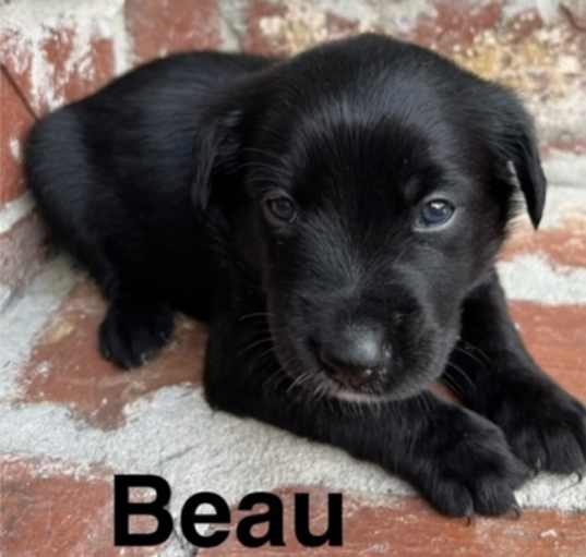 Photo of Beau